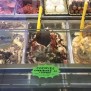 L'Orso Goloso, vetrina dei gelati